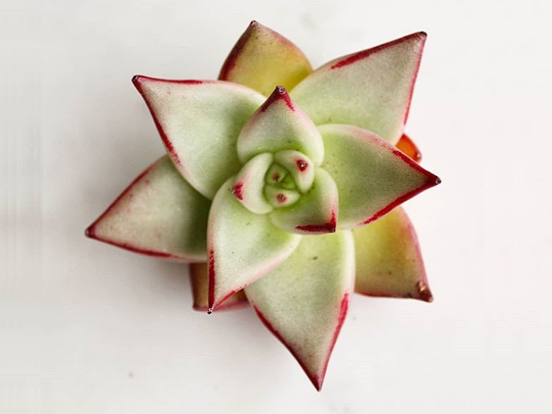 Echeveria Agavoides: Belleza y Cuidados de una Planta Fascinante